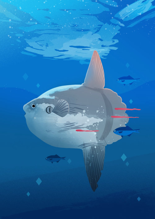 an illustration of ocean sunfish