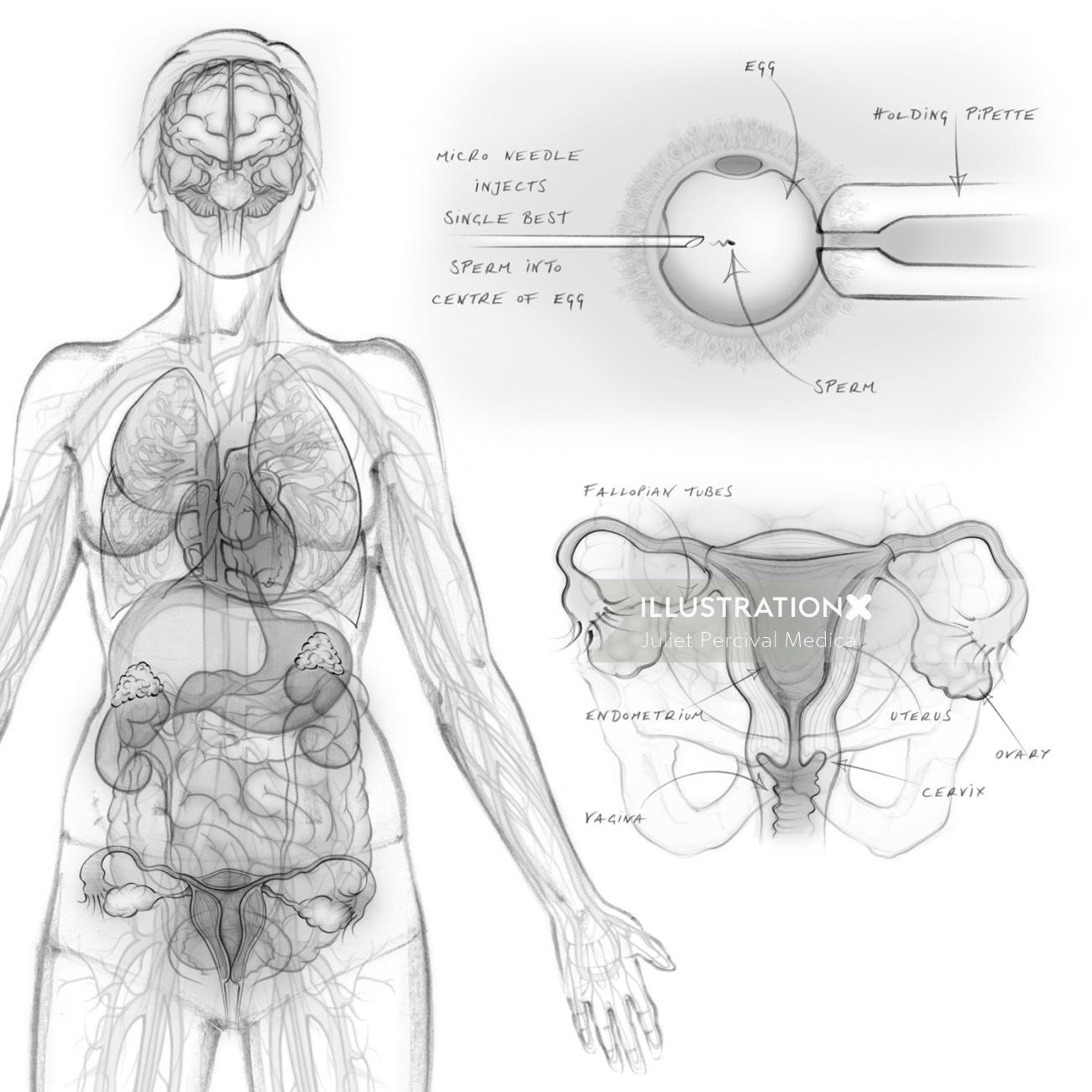 Female Reproductive System Drawing Labeled
