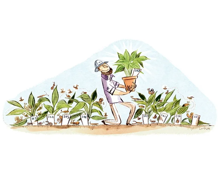 Illustration of man carrying plant among rows of labeled plants by Adam Larkum