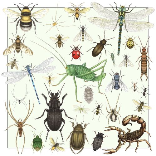 Illustration of insects and spiders