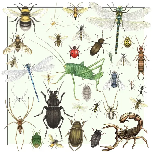 Ilustración de insectos y arañas.