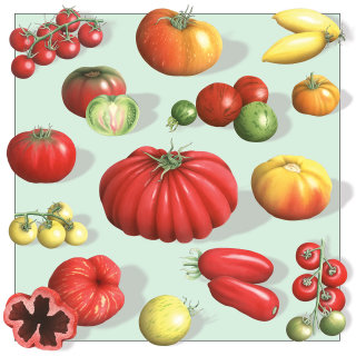Ilustração de tomates The Guardian por Alan Baker