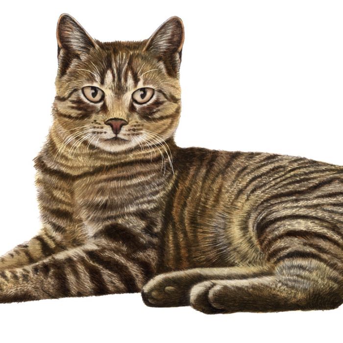 Cat in contentment animation by  Alan Baker