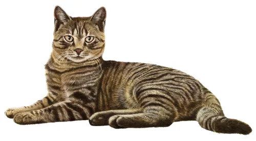 Gato en animación de satisfacción de Alan Baker