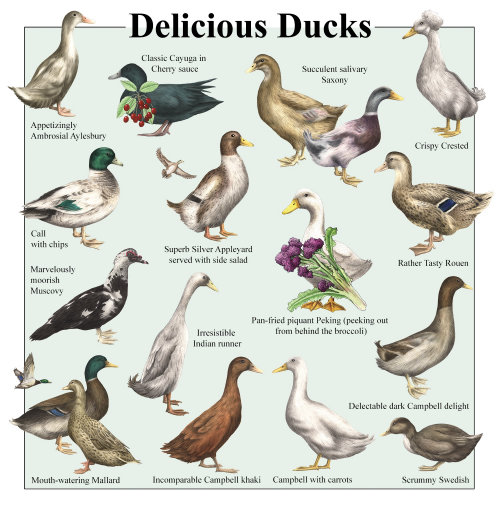 An Illustration Of Delicious Ducks Wall Chart