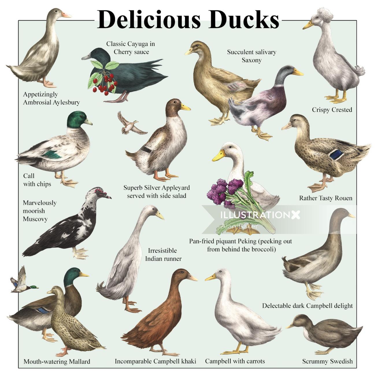 An Illustration Of Delicious Ducks Wall Chart