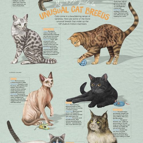 Cat Breeds Poster Art