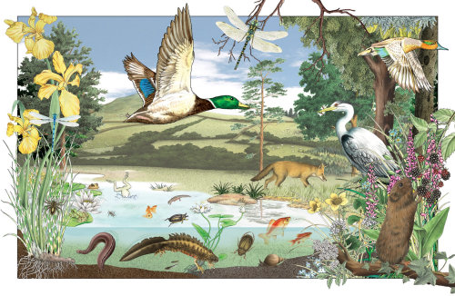 La faune dans et autour des étangs britanniques pour le magazine Country Life