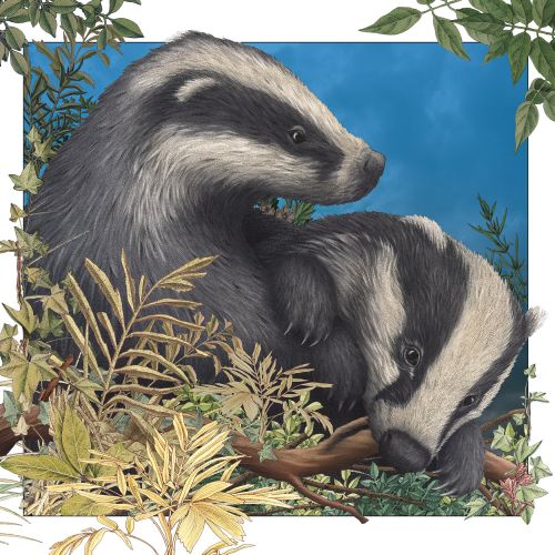 Baby badgers playing painting by Alan Baker