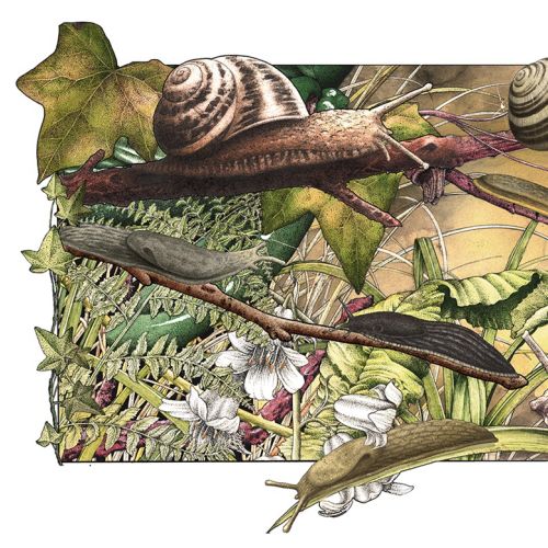 Slugs & Snails" artwork for kids' fantasy book