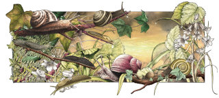 Illustration &quot;Slugs &amp; Snails&quot; pour un livre fantastique pour enfants