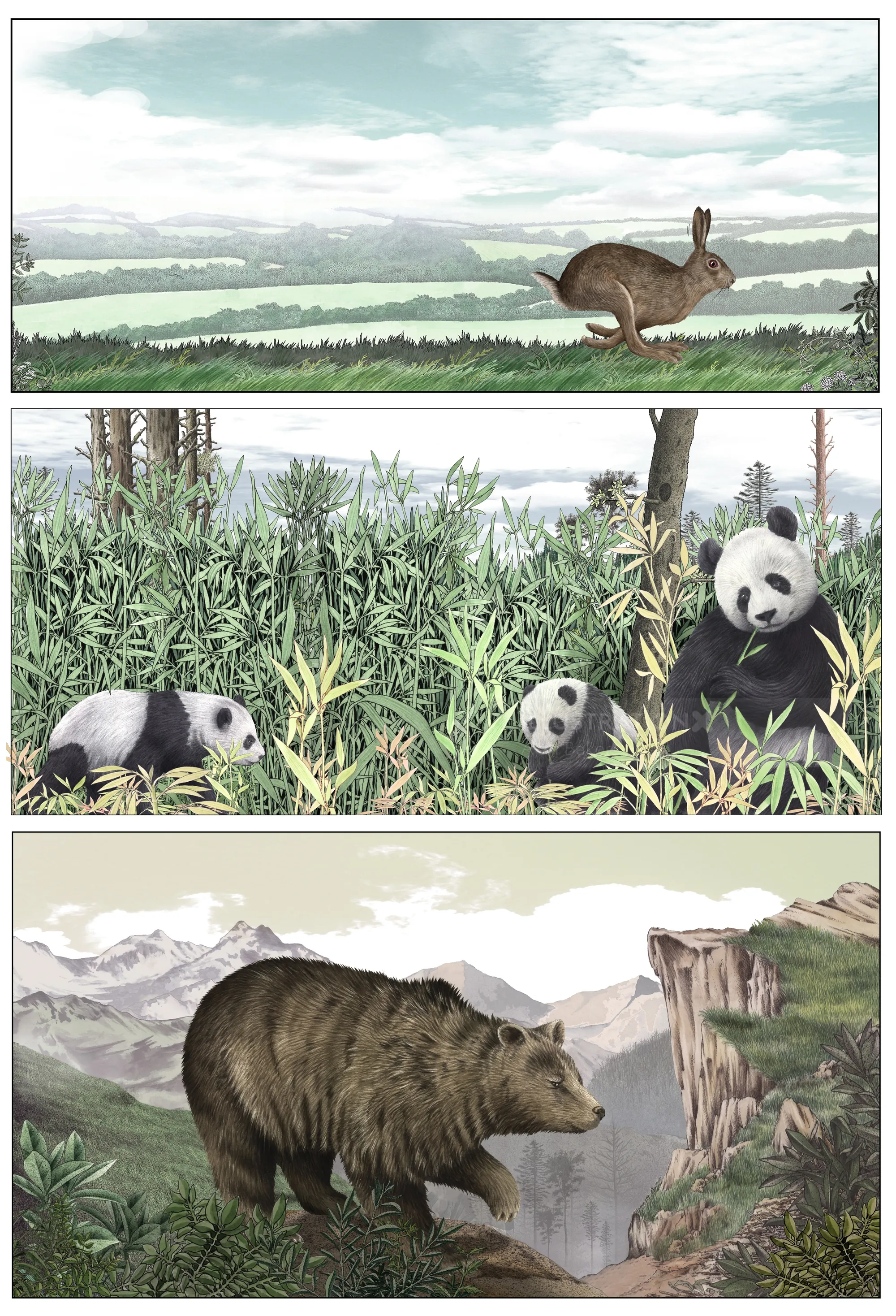Hasen auf der Flucht, Pandas im Bambus und Braunbären in freier Natur von Alan Baker