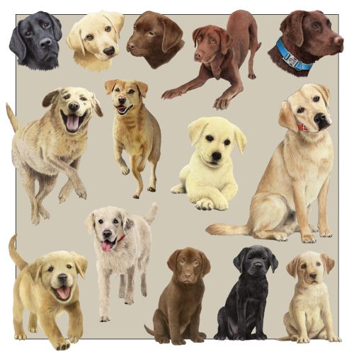 Illustrations of Labrador retriever dogs in various poses and colors