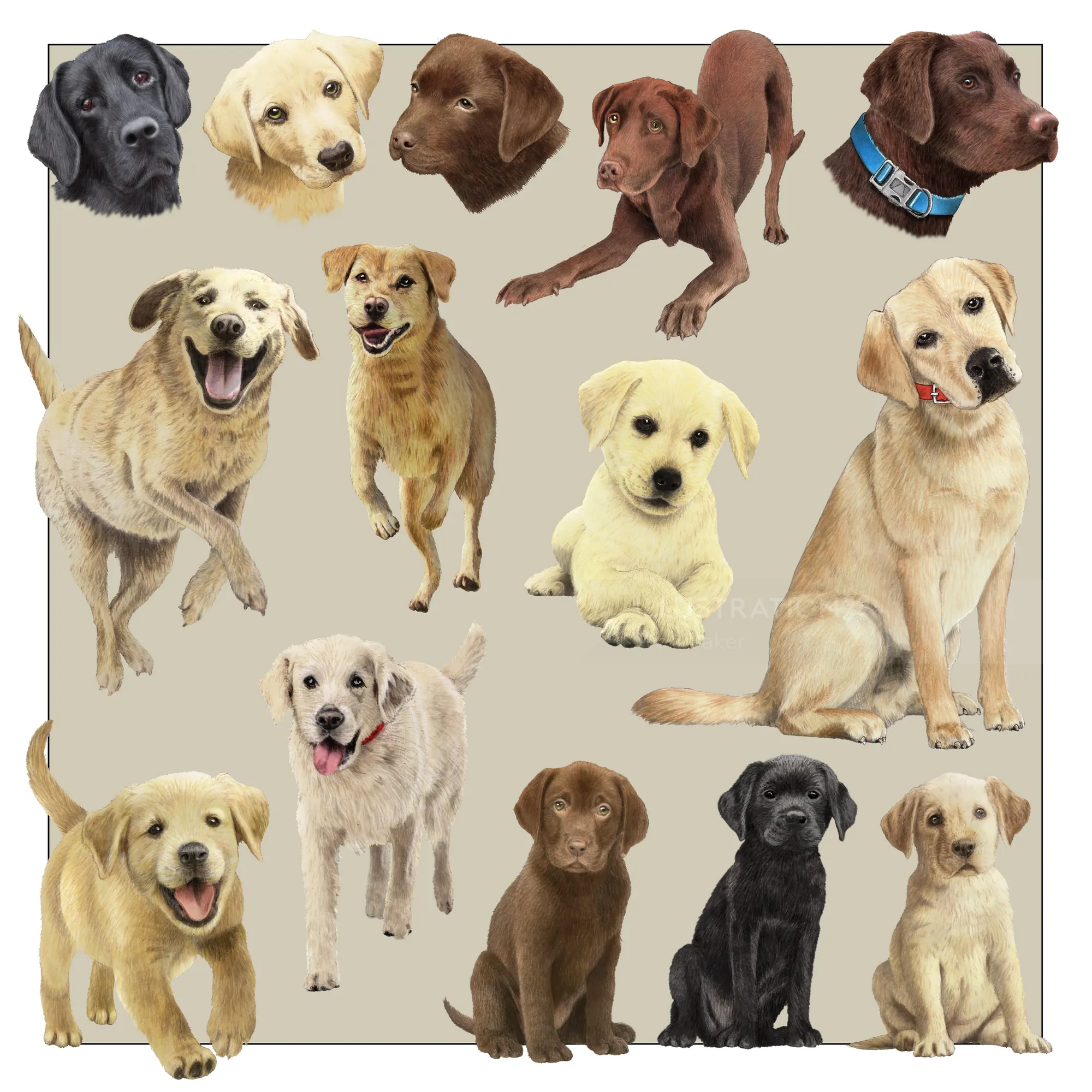Ilustrações de cães labradores em várias poses e cores
