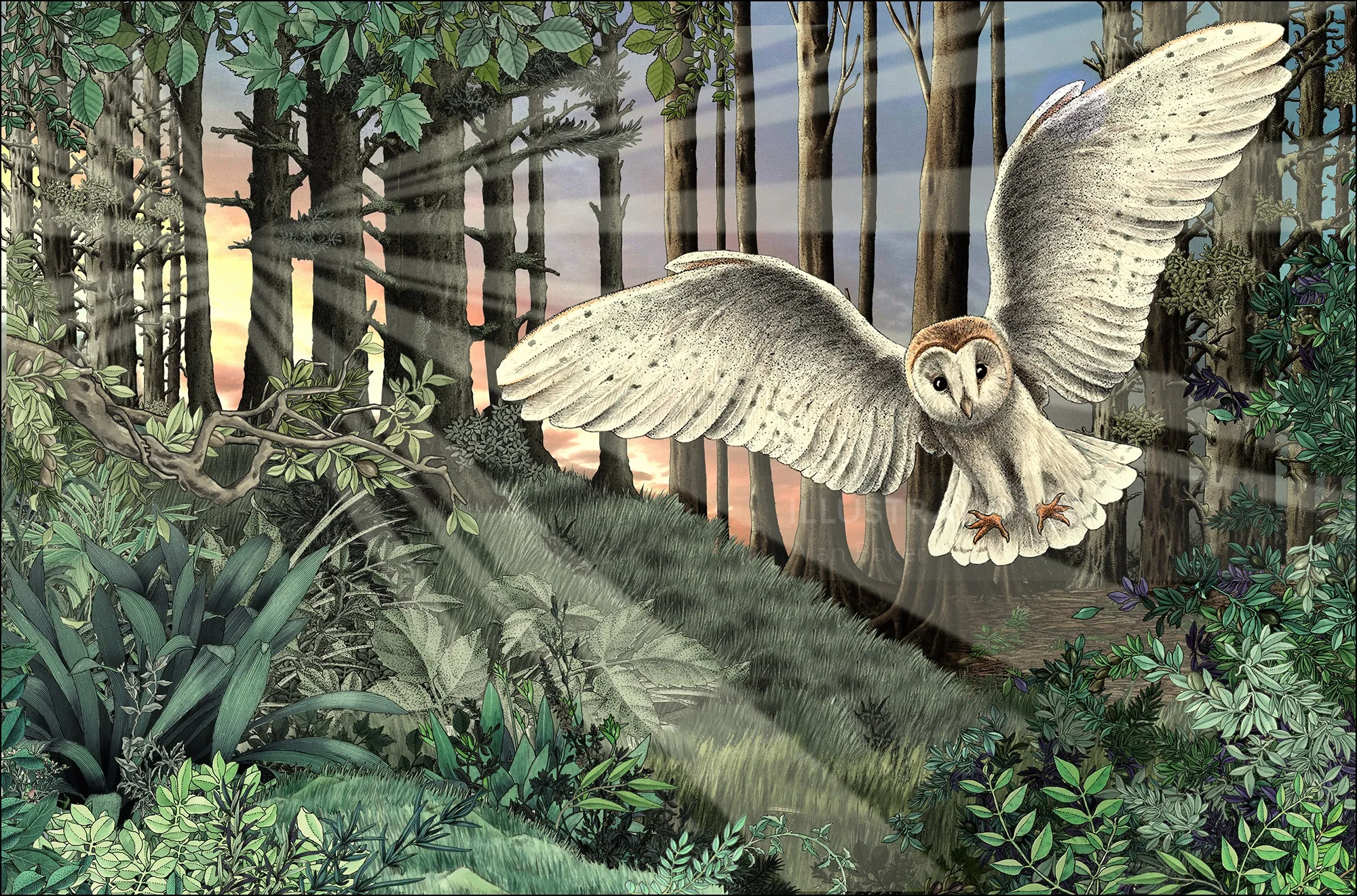 Eine Schleiereule fliegt durch einen Wald, während das Sonnenaufgangslicht durch die Bäume filtert.