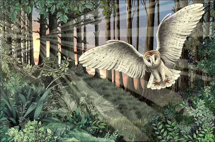 Barn owl flying through a forest with sunrise light filtering through trees