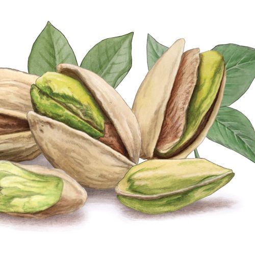 Botanical illustration of pistachios and leaves by Alan Baker