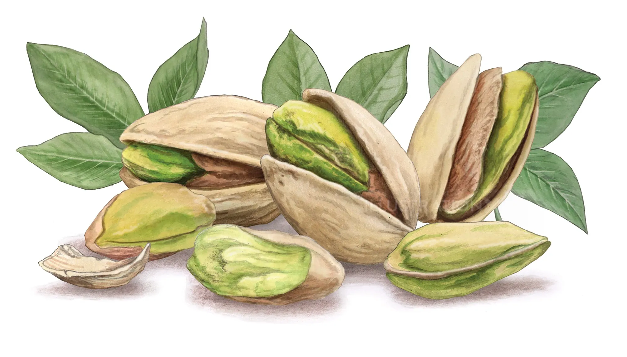 Ilustración botánica de pistachos y hojas por Alan Baker