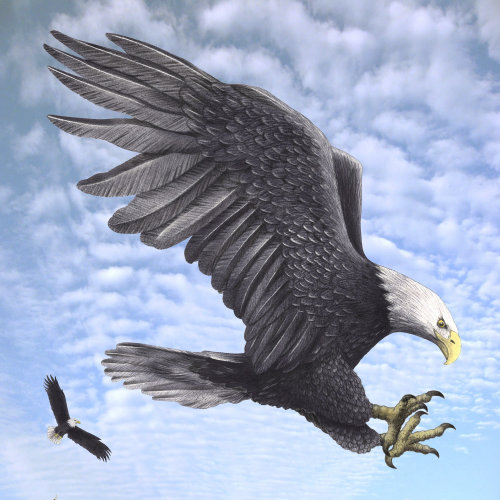 Eagle flying illustration by Alan Baker