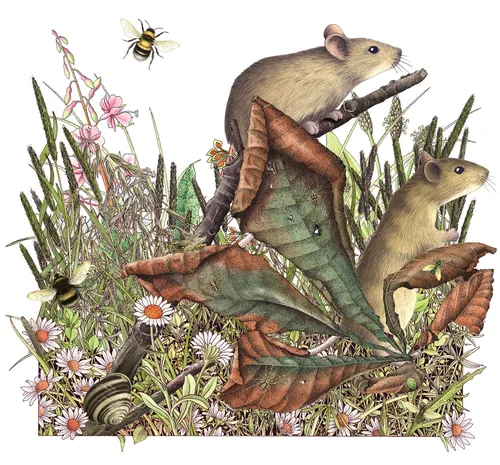 ilustración de ratones de campo