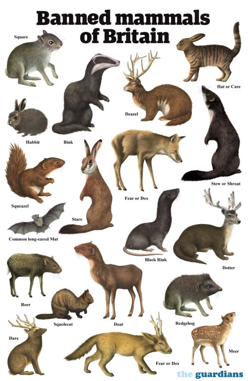 Illustration de mammifères par Alan Baker