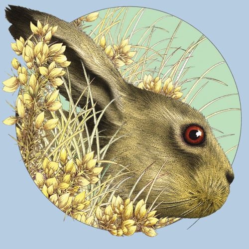 Hare behind gorse plants - illustration by Alan Baker