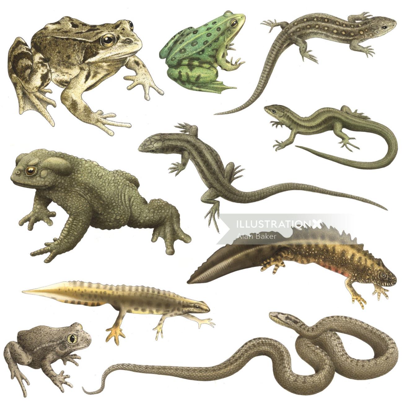 Illustration de reptiles par Alan Baker