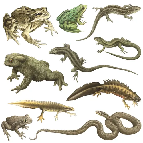 Ilustración de reptiles de Alan Baker