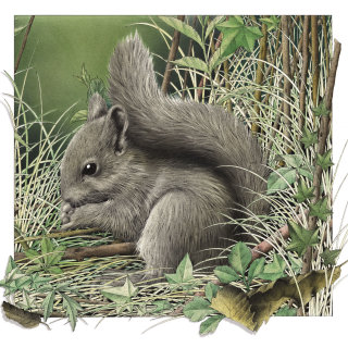 Ilustración de ardilla gris