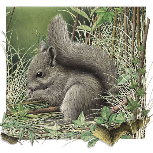 Illustration de l&#39;écureuil gris