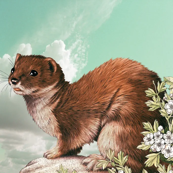 Stoat animal illustration by Alan Baker