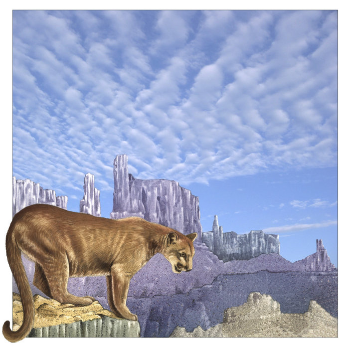 美洲狮动物在岩石上的插图