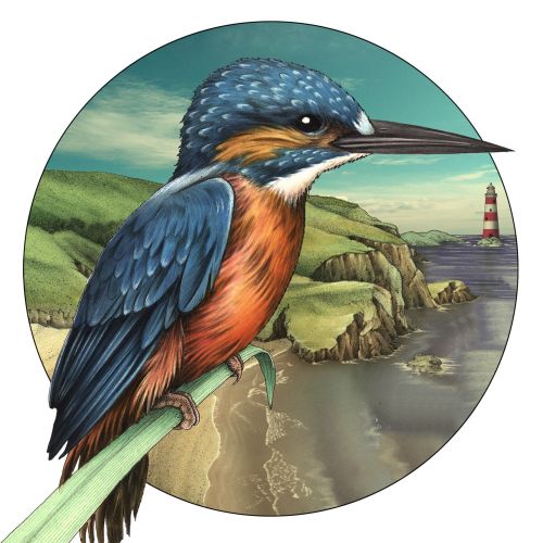 kingfisher Illustration