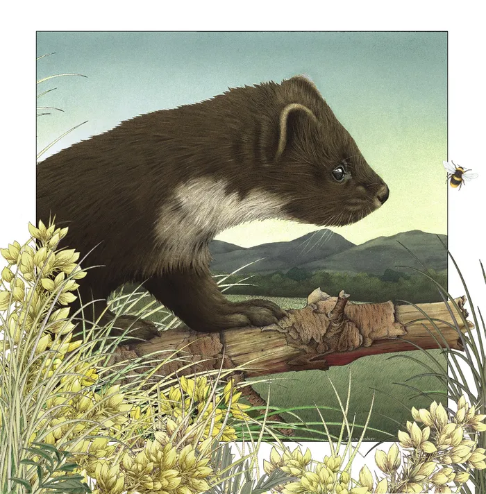 Pinemartin pet illustration by Alan Baker