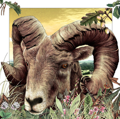 An illustration of sheep horns