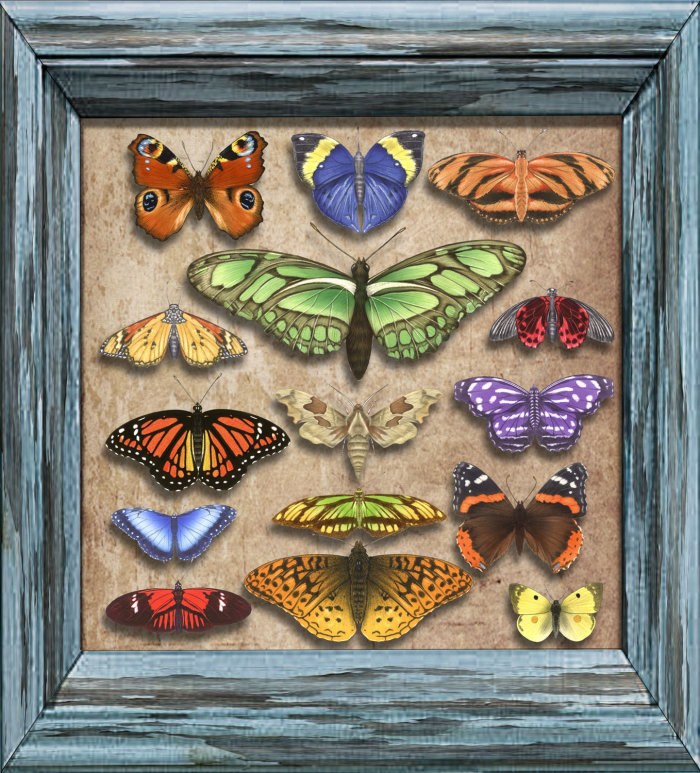 框架中的蝴蝶-艾伦·贝克（Alan Baker）的插图