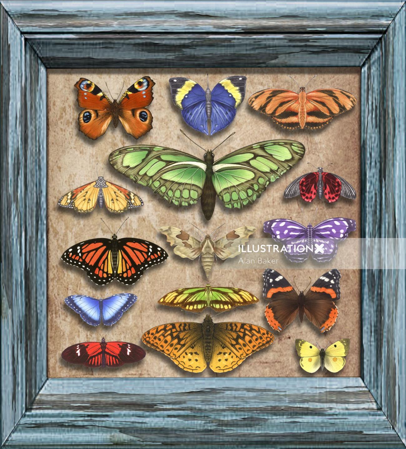 Butterflies in frame - An illustration by Alan Baker
