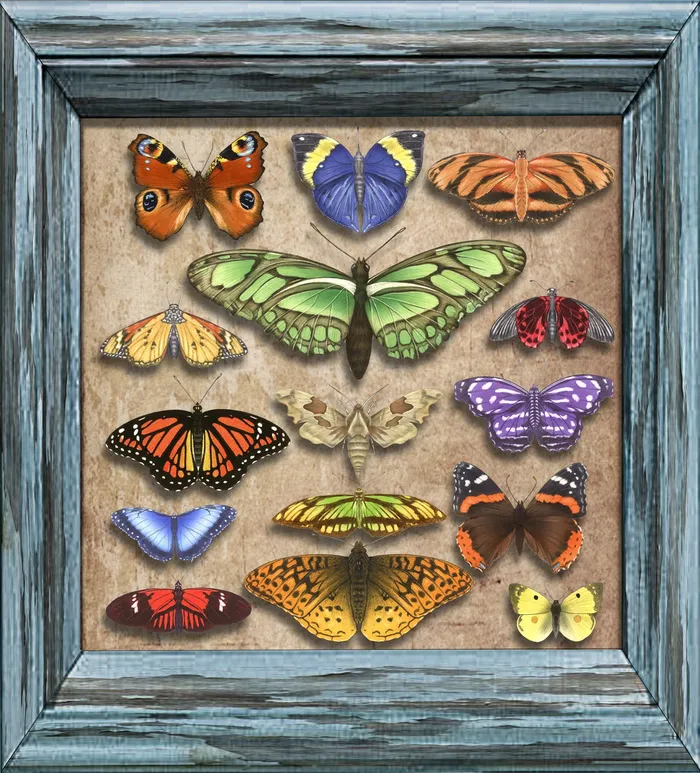 Butterflies in frame - An illustration by Alan Baker