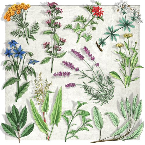 Illustration of Botanical plants and flowers 