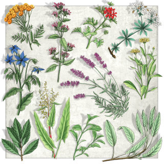 Illustration de plantes et de fleurs botaniques 