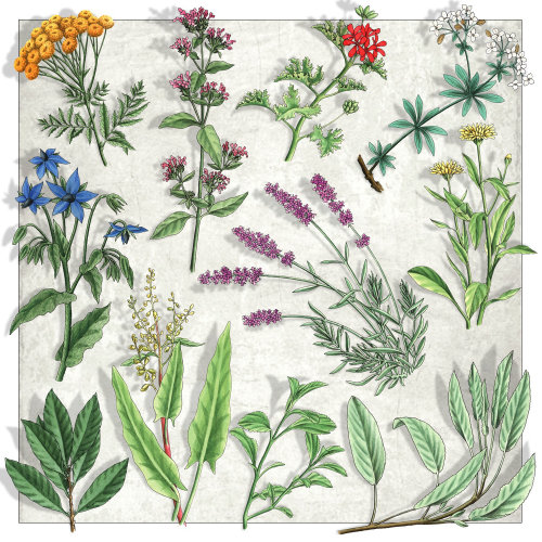 Ilustração de plantas e flores botânicas