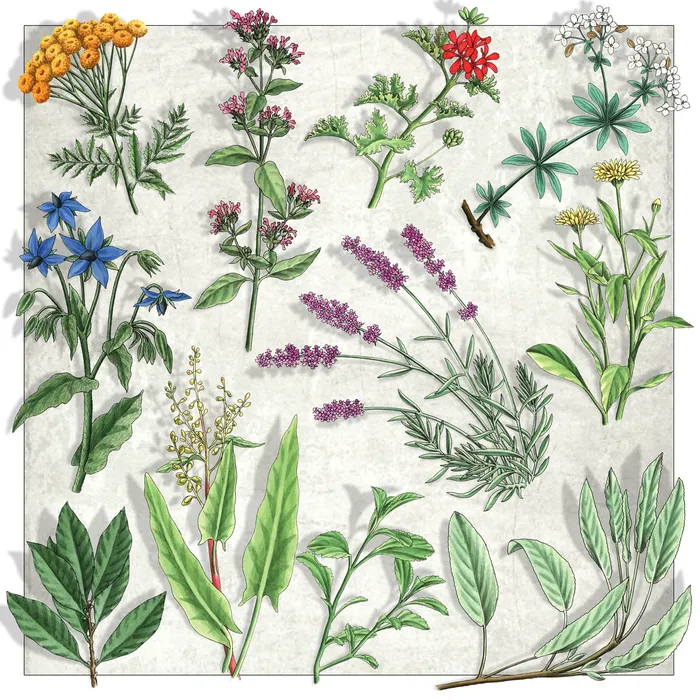 Illustration of Botanical plants and flowers 