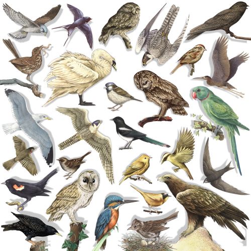 Birds illustration by Alan Baker