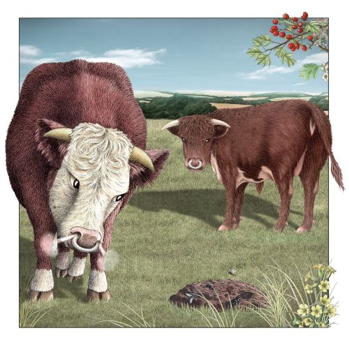 Bulls and a cow pat illustration by Alan Baker