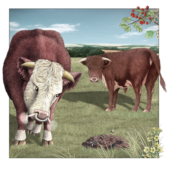 Bulls and a cow pat illustration by Alan Baker