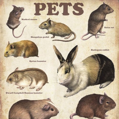 Illustration of pets poster