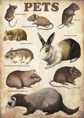 Affiche d’illustration d’animaux de compagnie