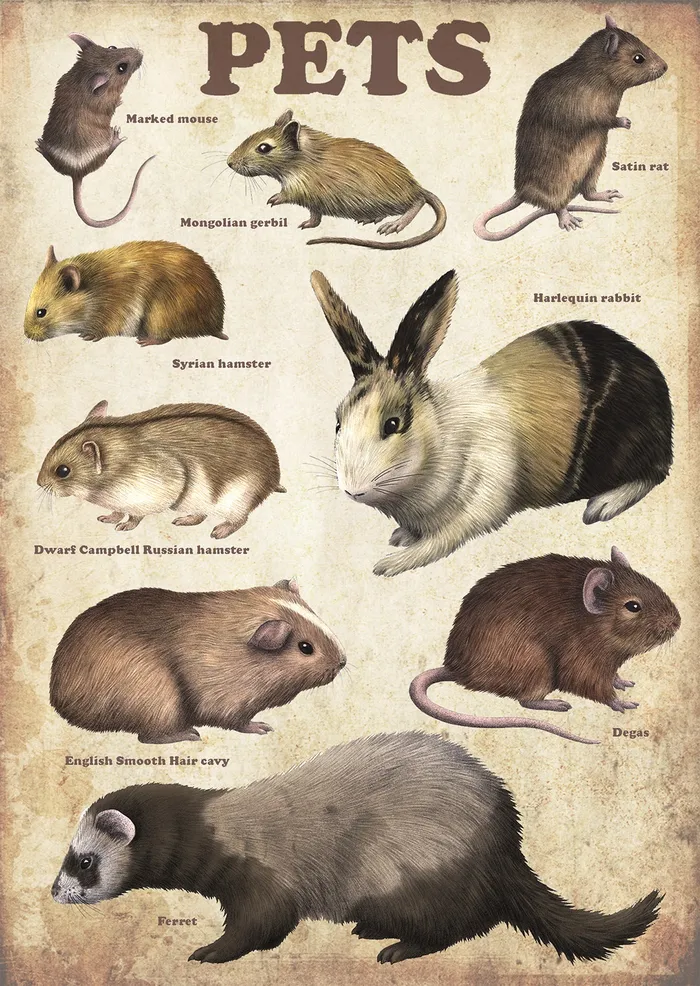 Illustration of pets poster