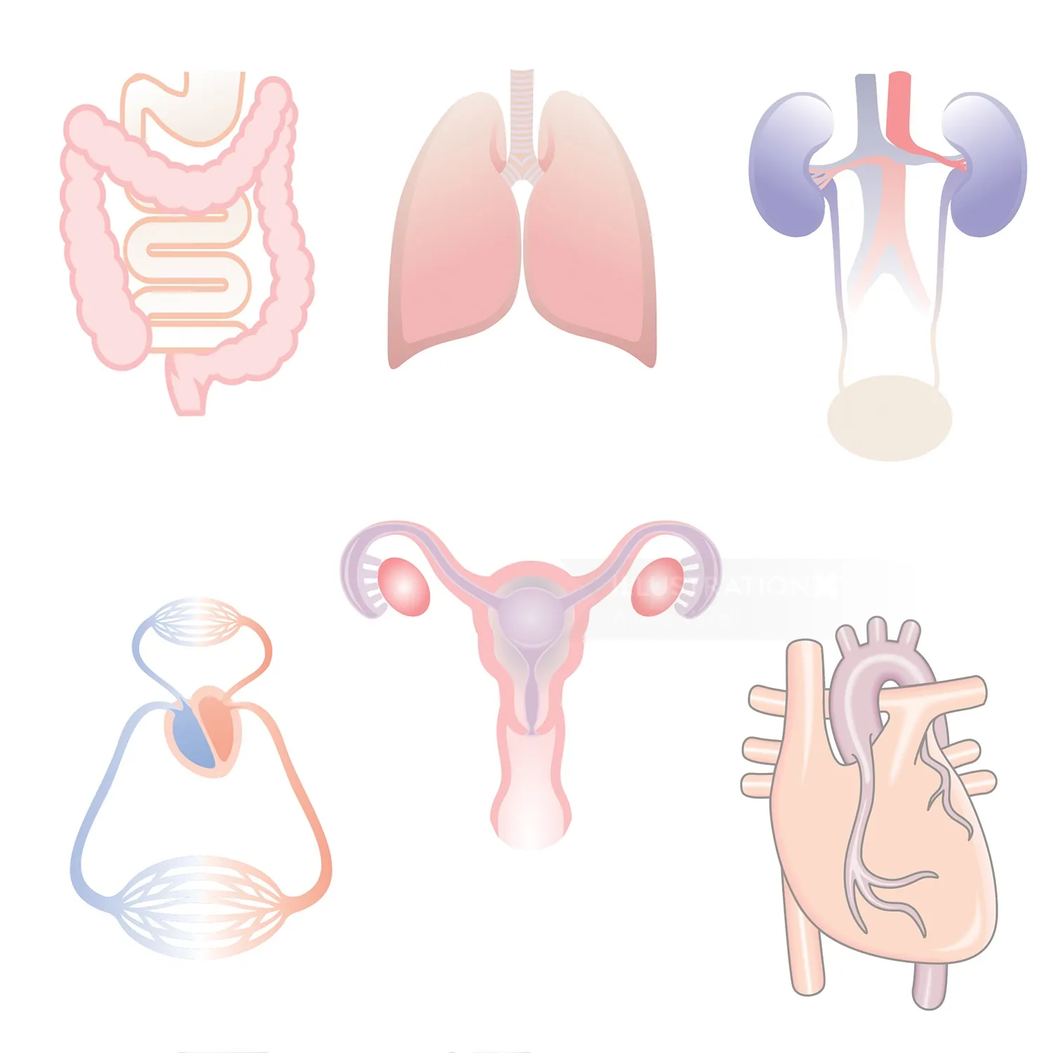 Medical illustration of lungs, heart, kidneys, intestines, uterus, and bladder