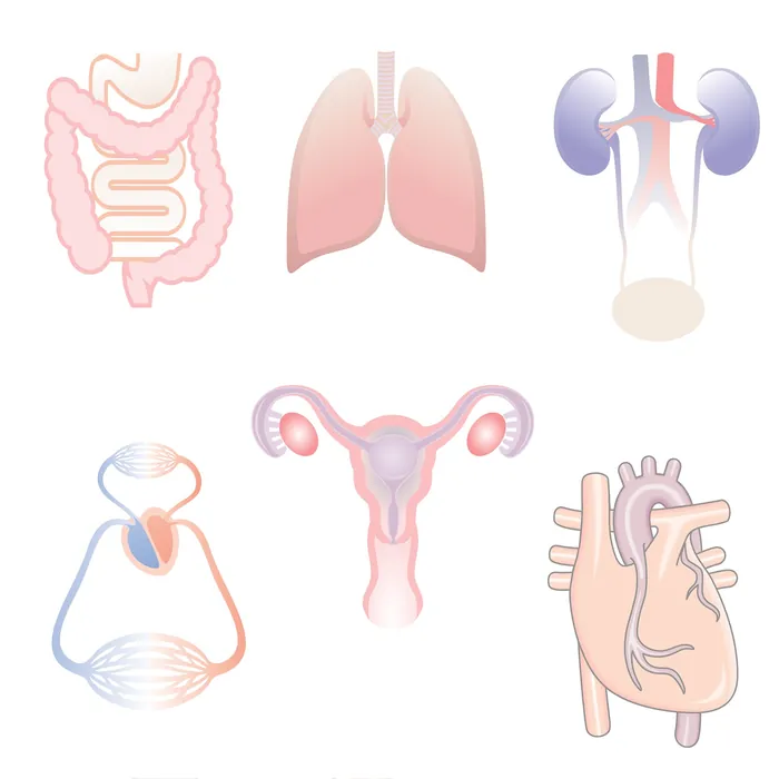 Medical illustration of lungs, heart, kidneys, intestines, uterus, and bladder